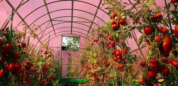 کاربرد مستربچ ضد مه گرفتگی