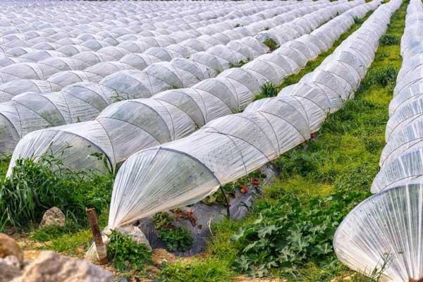 پلاستیک ضد مه گرفتگی گلخانه ای